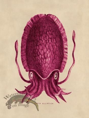 Octopus Pink 12